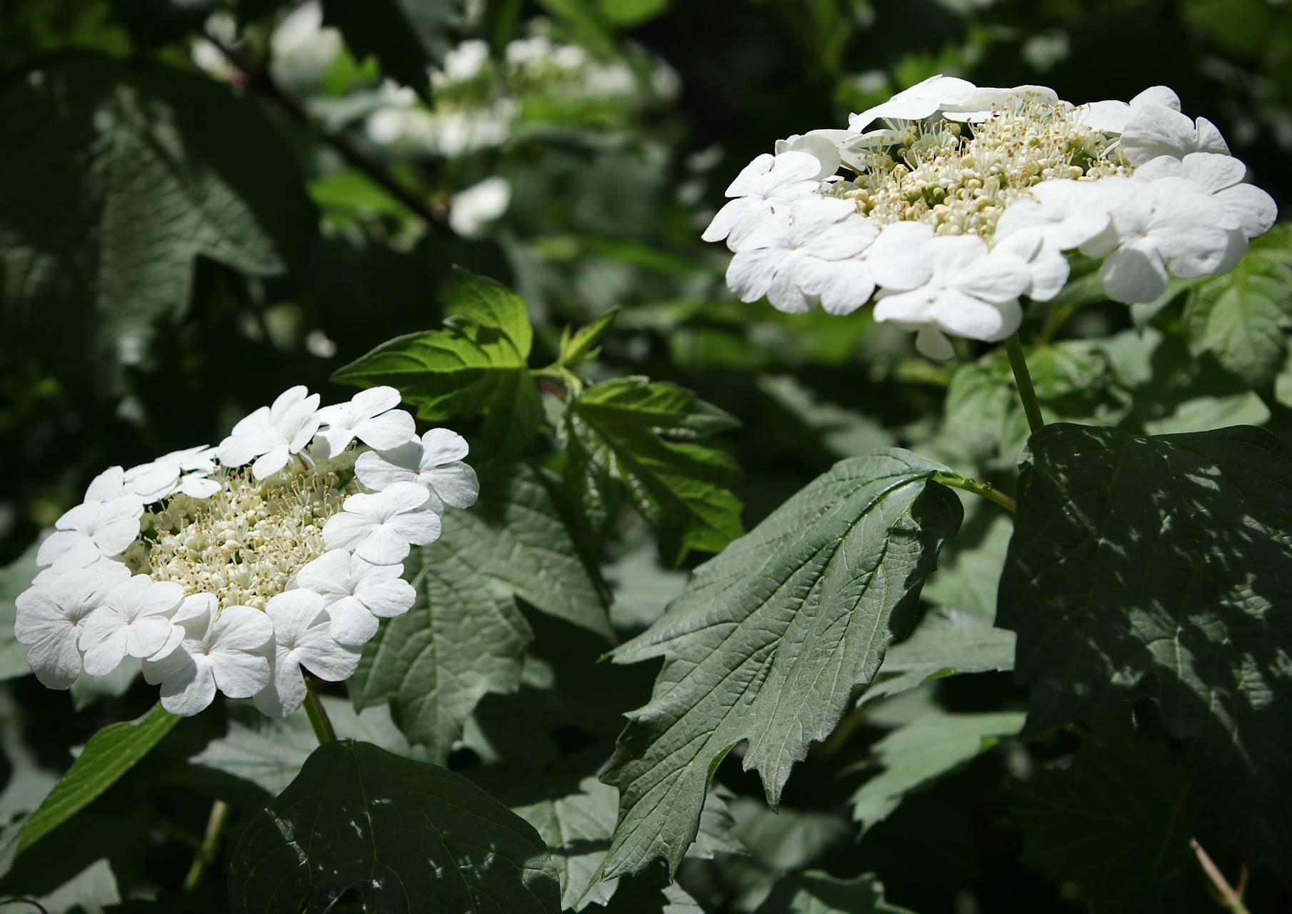 Photo of European Cranberrybush Viburnum